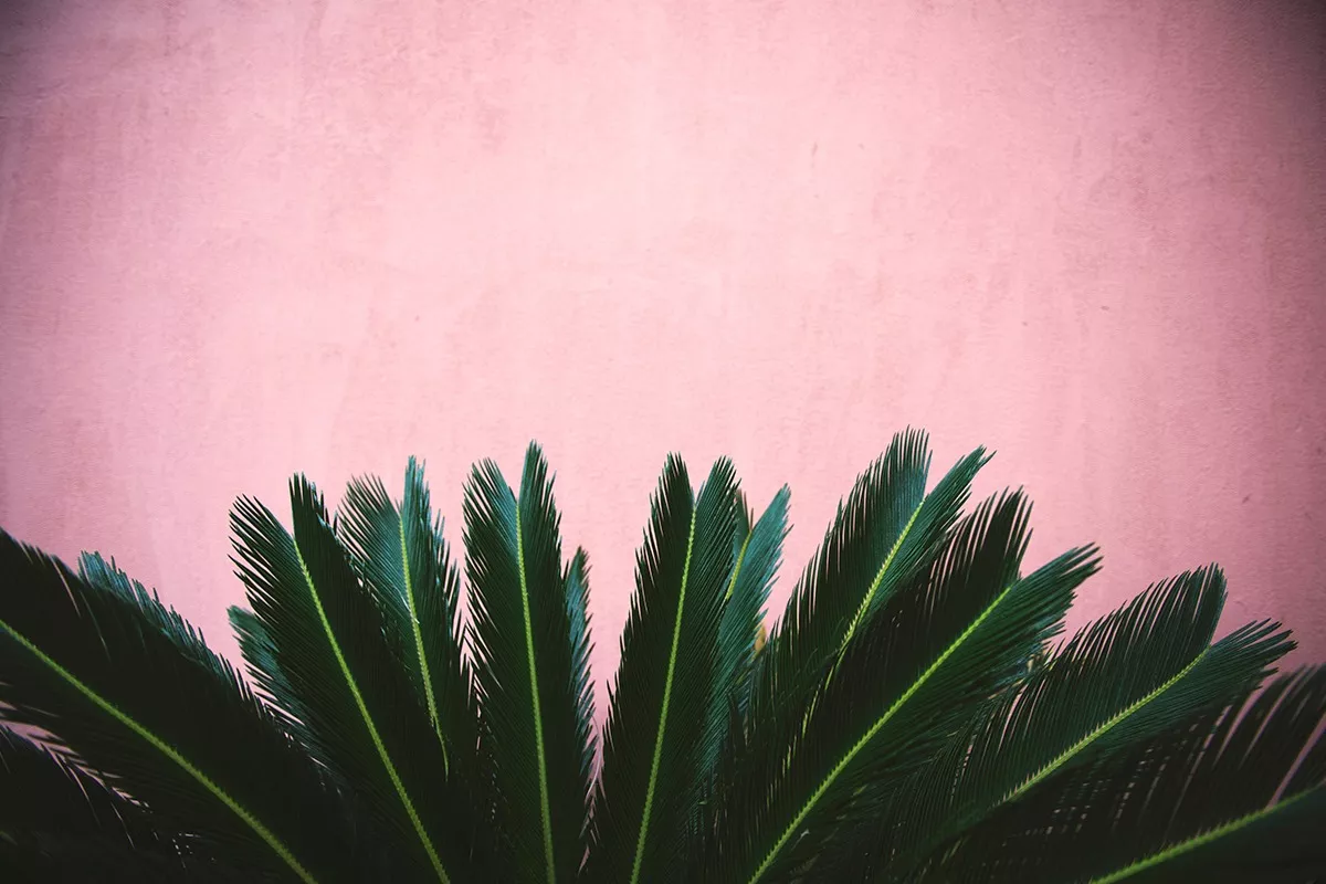 THE RHYTHM OF NATURE